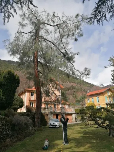 Poudrage de cocon de chenille processionnaire, Carros, JR3D