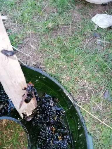 Fondatrices frelons asiatiques, Carros, JR3D