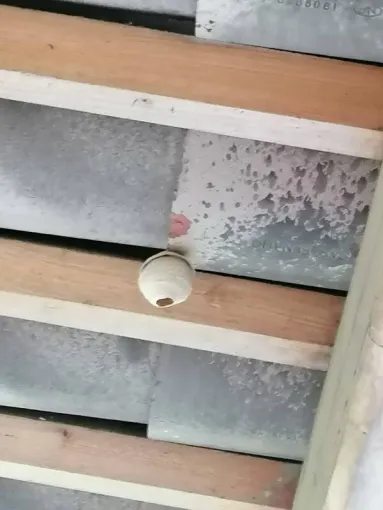 Nid de fondatrices à Saint Jeannet, qui prépare les futures nid de frelons asiatiques, Carros, JR3D