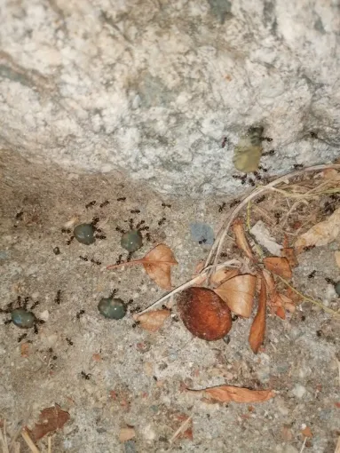 Désinsectisation avec gel attractif insecticide à La Bollène Vésubie, Carros, JR3D