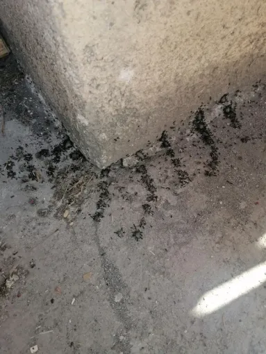 Invasion de fourmies à Gattières : désinsectisation par attractif insecticide, Carros, JR3D