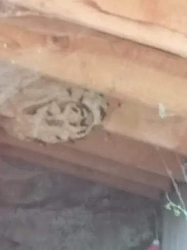 Nid de frelons asiatiques sous un toit à Saint Dalmas Valdeblore, Carros, JR3D