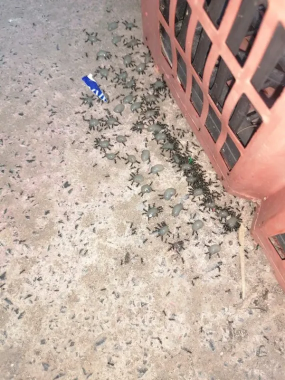 Désinsectisation par attractif insecticide à Gattières dans une exploitation agricole, Carros, JR3D