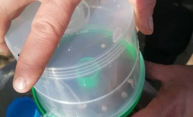 Pièges contre frelons asiatiques, frelons, guêpes, Carros, JR3D