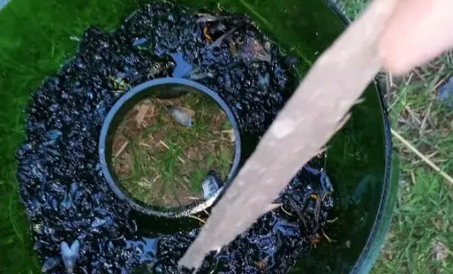 Fondatrices frelons asiatiques, Carros, JR3D