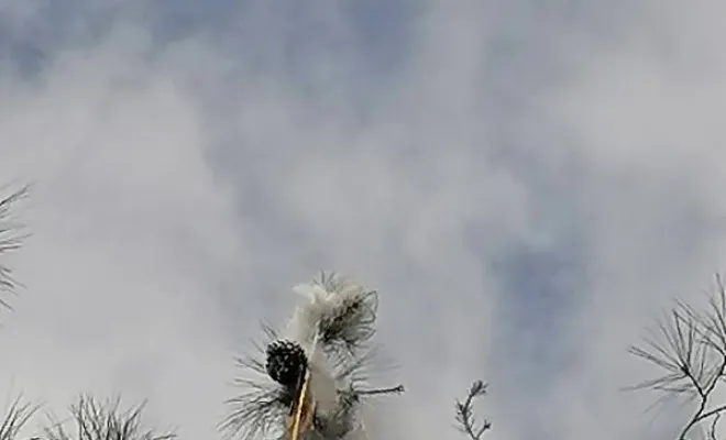 Nous voyons le poudrage effectué avec la perche