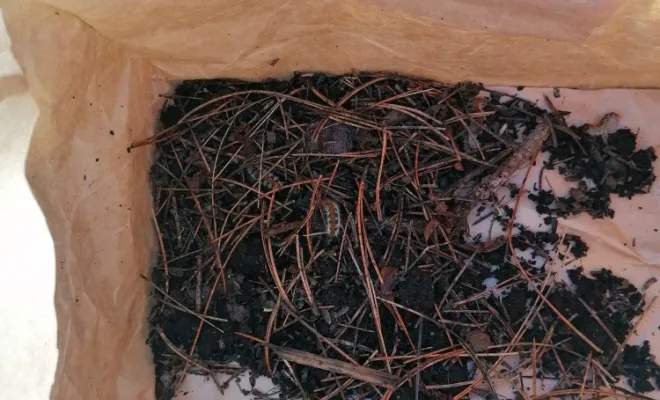 Chenilles prises dans le dispositif