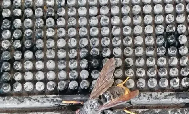 Nid de fondatrices à Saint Jeannet, qui prépare les futures nid de frelons asiatiques, Carros, JR3D