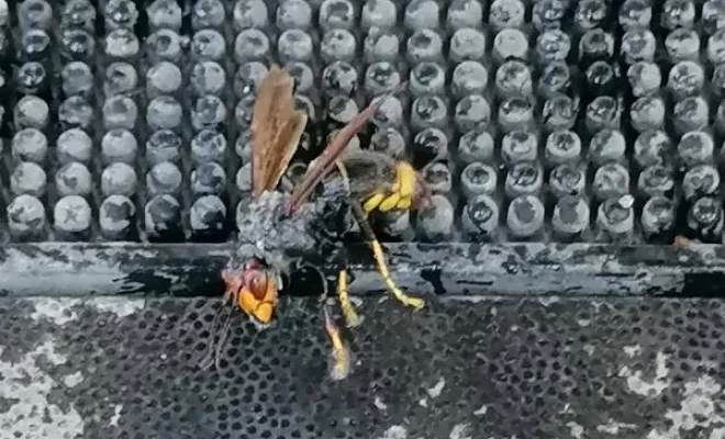 Nid de fondatrices à Saint Jeannet, qui prépare les futures nid de frelons asiatiques, Carros, JR3D