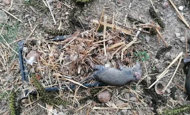 Rats piégés à Belvédère 06450 La Vésubie avec pièges mécaniques et glue, Carros, JR3D