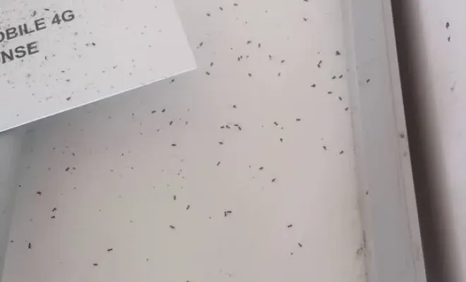 Poudrage d'une charpente attaqué par des fourmies rouges à Ilonse, Carros, JR3D