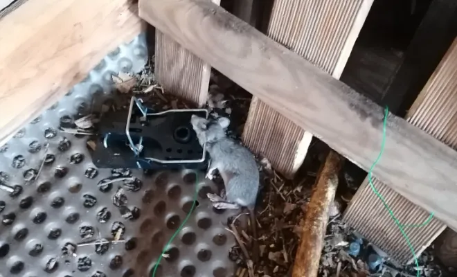 Rat piégé dans la Vésubie à 06450 Belvédère