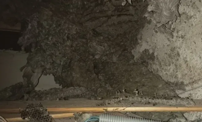 Dératisation et nid de guêpes à Roquebillière, Carros, JR3D