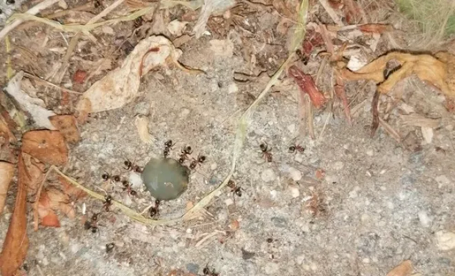 Désinsectisation avec gel attractif insecticide à La Bollène Vésubie, Carros, JR3D