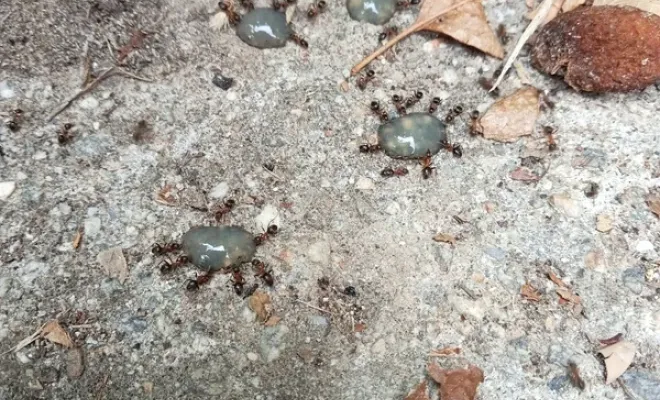 Désinsectisation avec gel attractif insecticide à La Bollène Vésubie, Carros, JR3D