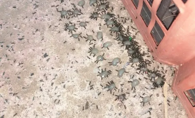 Invasion de fourmies à Gattières : désinsectisation par attractif insecticide, Carros, JR3D