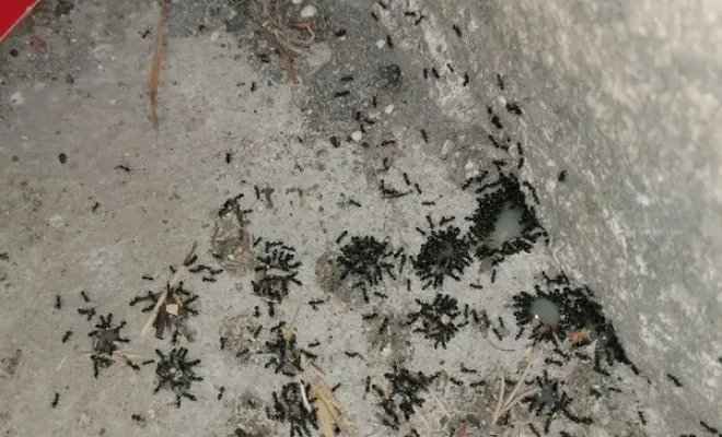 Invasion de fourmies à Gattières : désinsectisation par attractif insecticide, Carros, JR3D