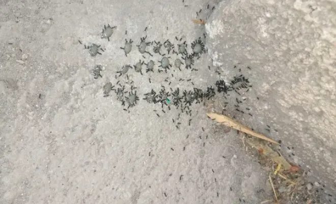 Désinsectisation par attractif insecticide à Gattières dans une exploitation agricole, Carros, JR3D