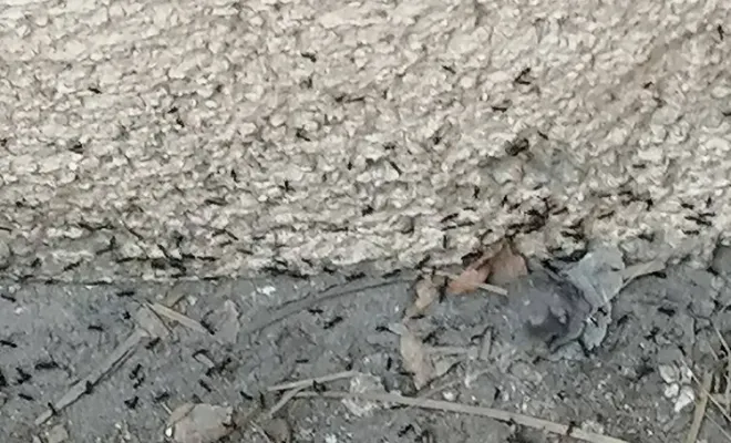 Pulvérisation d'un insecticide liquide contre les fourmies, Carros, JR3D