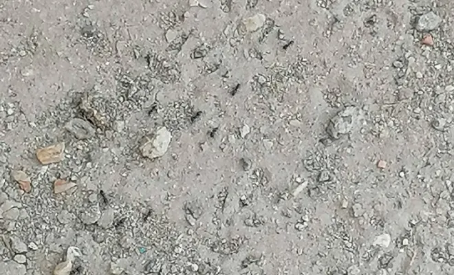 Pulvérisation d'un insecticide liquide contre les fourmies, Carros, JR3D