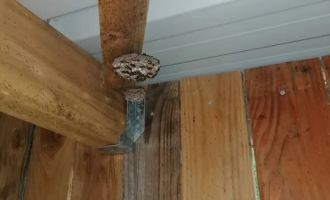 Localisation du nid de guêpes dans la Gordolasque à BELVEDERE
