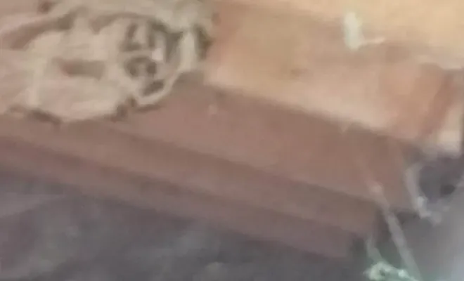 Nid de frelons asiatiques sous un toit à Saint Dalmas Valdeblore, Carros, JR3D