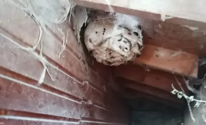 Nid de frelons asiatiques sous un toit à Saint Dalmas Valdeblore, Carros, JR3D